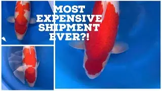 NEW KOI SHIPMENT!! 85CM PLUS KOI!! MONSTERS!!