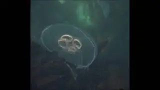@Lil-s8l Amazing jellyfish in Newfoundland -1 #newfoundland #travel #jellyfish #adventure #ocean