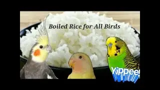 Easy way to make boiled rice for birds || پرندوں کے لیے ابلے ہوئے چاول بنانے کا آسان طریقہ