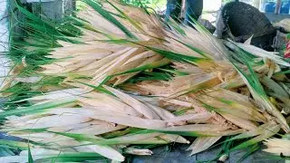 Kewda || Kewra || Ganjam,#Odisha