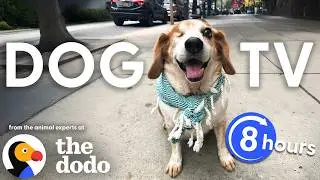 Dodo Dog TV 🐶 8+ Hours of Calming Ocean Waves for Dogs With Separation Anxiety | The Dodo