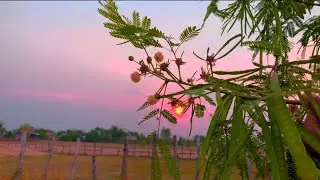 Amazing Colors of Spring  Nature Relaxation Film - Relaxing  Music - Natural Landscape - Sunset