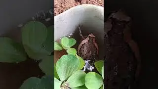 #frogs #frog #frogsofinstagram #amphibians #amphibian #froggy #amphibiansofinstagram #treefrog