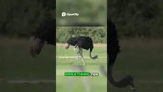 Australia's Emu War  When Farmers Fought Birds! #short #history #darkhistory