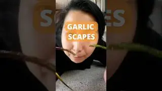 Garlic Scapes.  Pesto Recipe in Description :) #cooking #seasonaleating #gardentotable