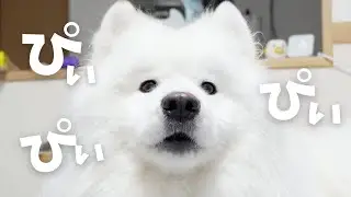 サモエドが色んな人に甘え散らかした日