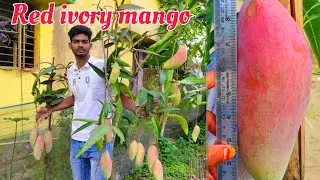 Red ivory mango plant | Red ivory mango taste