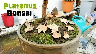 Bonsai Quest Episode 9 - Repotting The Platanus Tree Bonsai, Pruning, Styling, Apply Moss