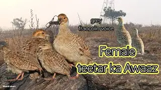 Female teetar voice 4. 52  ka awaaj rock teetR ringtone teetar grey francolin voice partridge shikar