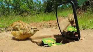Creative Quail Bird Trap Make From Glass - Technique Best Bird Trap