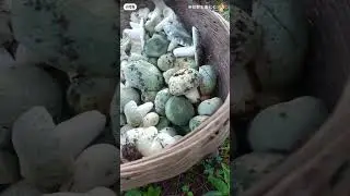 thu hoạch giỏ nấm dẻ xanh - Russula Virescens của h&ocirc;m nay #russulavirescens #russula #namdauxanh