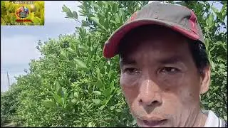 TUMAAS NA NAMAN ANG PRESYO NG CALAMANSI 