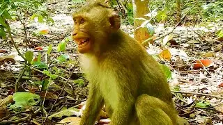 OH SO PITIFUL REX MONKEY OF ROSE JUST STAY ALONE NOT WARM FROM MOM ROSE, REX CRY SO SAD.