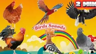 Learn Wild Birds and Sounds | Birds Sounds | Animals Sounds 4 | Educational Video for Kids |