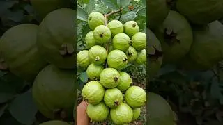 Best Way to Grow Guava in Containers | Home Gardening Tips