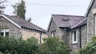 Sparrowhawk flying over the garden in September