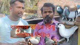 বাচ্চু দার বাড়ির ভিডিও Madras pigon💲13/03/2024💲 আরংঘাটা গোবিন্দপুর