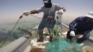 صيد سمك الصافي في البحرين