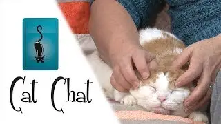 Cat Chat: Hiss