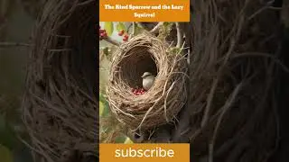 The Kind Sparrow and the Lazy Squirrel | Animation shorts | Dhaka Animations