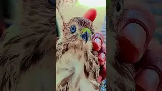 #cow #birds #dairyherd #animalfarming #eagle