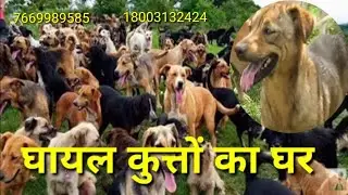 देवाश्रय पशु चिकित्सालय N.G.O In Faridabad |  People for Animal Trust Shelter | @ROCKvlog