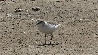 Kentish Plover, Parque Natural de la Albufera, Spain