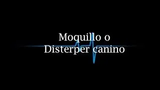 Moquillo o Distemper Canino