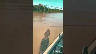 #nilawala #crocodile  #travel matara nilvala river boat Safari with one of biggest crocodile