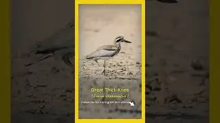 #shorts | Birds | Great Thick-Knee (Esacus recurvirostris)