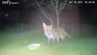 Garden Wildlife Fox Videos EufyCam S3 Pro 3 Security Camera Worcester, UK 19th December 2025