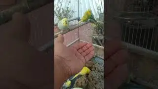Galet! 😮 Dessa undulater gl&auml;nser mer &auml;n guld! 💎❓