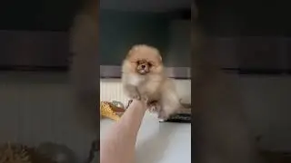 #животные #pomeranian #spits #шпиц #spitz #puppy #мишка #pets #pom #померанский