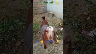 🥰🐐Cute goat baby's Care full in winter❄️#shortvideo #chuchutv #babyyumyum #babymoo #coolvideo#viral