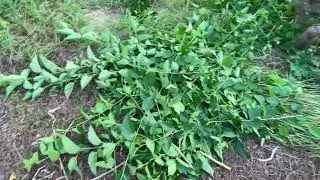 How I Prune My Jans Best Dwarf Everbearing Mulberry Tree&hellip;central Florida zone 9B 9-29-25