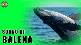Suono della Balena: Il Canto Profondo degli Oceani &ndash; SUONI DI ANIMALI &ndash; effetti sonori 🐋