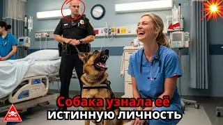 Собака-нюхач ворвалась в отделение скорой помощи — не за посылкой, а за новой медсестрой