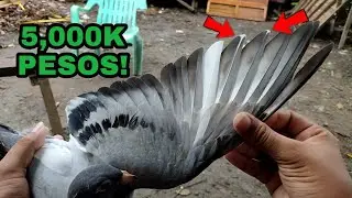 KAYA PALA ANDAMING GUSTONG BUMIILI NITOITO PALA ANG DAHILAN😱