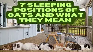 7 Surprising Ways Your Cat's Sleep Position Affects Their HEALTH!