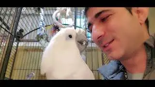 My Blue eye Cockatoo😘😘😘
