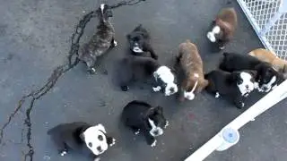 One of a Kind Bulldogs - olde english bulldogge puppies
