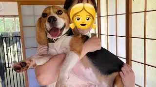 大好きなお友達と半年ぶりの再会で大暴走！【ビーグル】