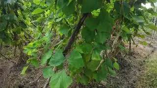 Quick Tour In Small Farm l Tomatoes & Turnip