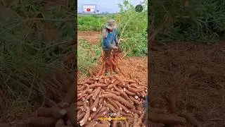 Cassava Tuber Harvesting
