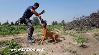 כלב רועה בלגי מלינואה בסיום קורס אילוף בחברת- LADOG -