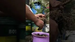 Root prune (Varigated Pithecellobium dulce) the beginning of a bonsai tree