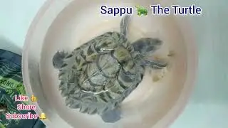 Turtle 🐢 tho ila kuda matladavacha.. @sapputheturtle#pets #bonding