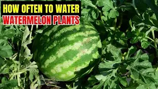 How Often to Water Watermelon Plants for a Juicy, Sweet Harvest