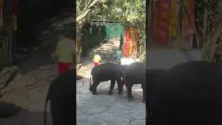 Elephant 🐘 show in safari park Thailand