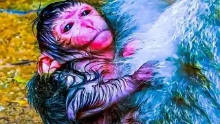 A Caring Mother Lifting Her Newborn Baby Monkey Carefully
